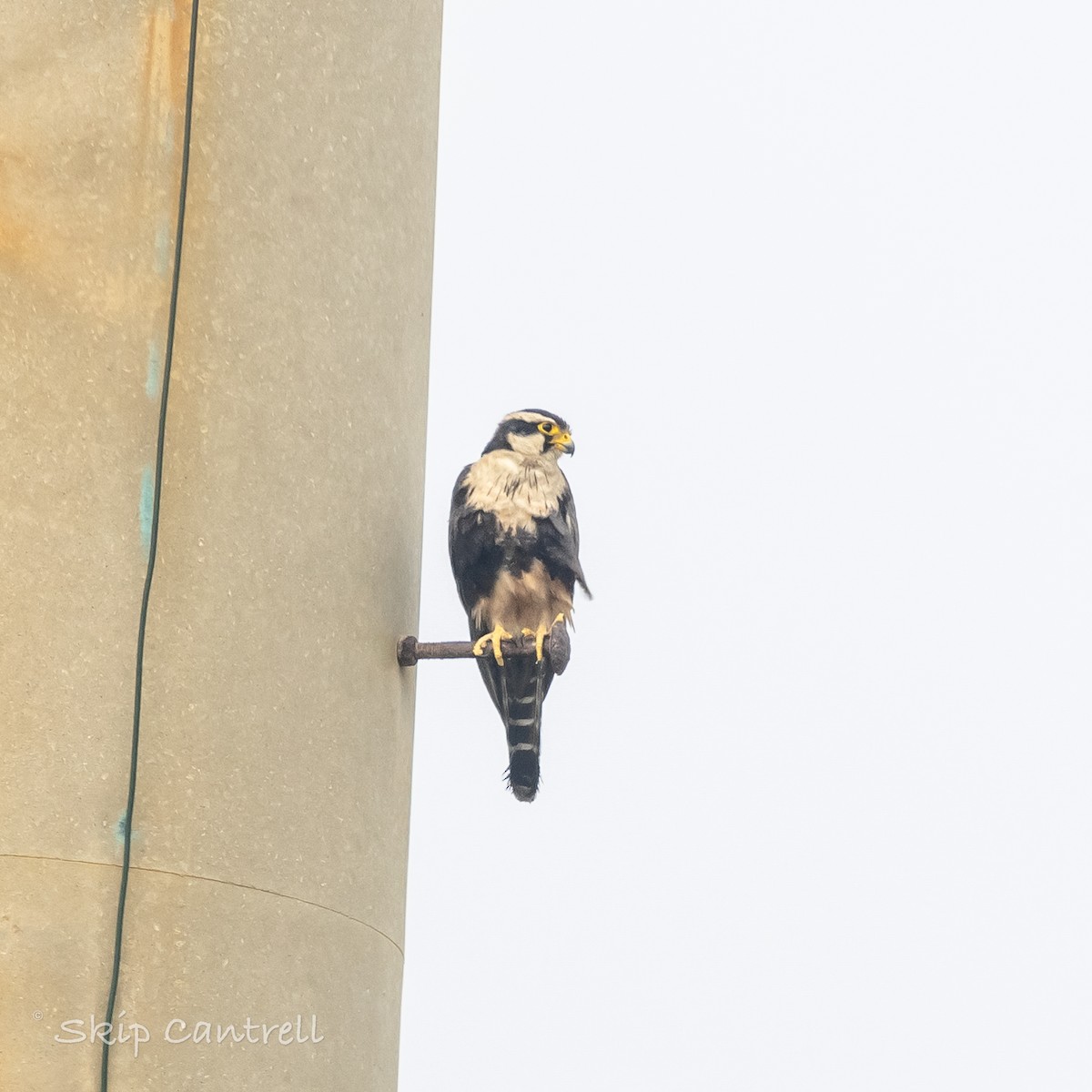 Aplomado Falcon - Skip Cantrell