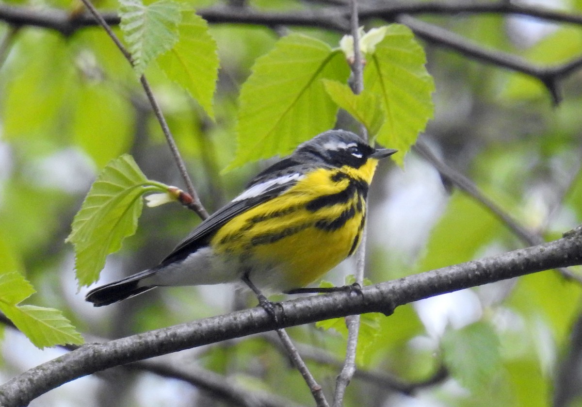 Magnolia Warbler - ML618690784