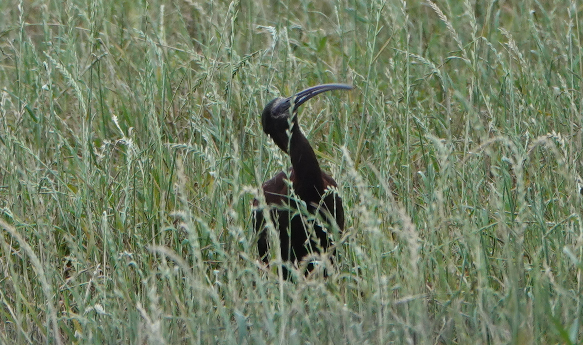 ibis americký - ML618690786