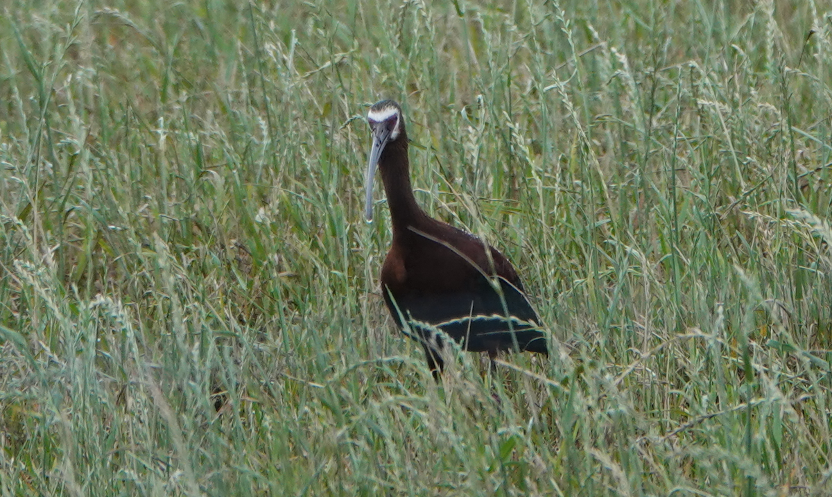 ibis americký - ML618690788