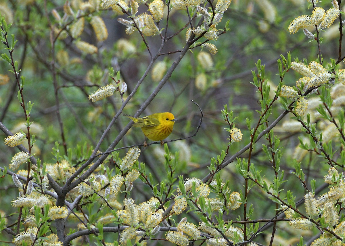 Yellow Warbler - Janet Smigielski