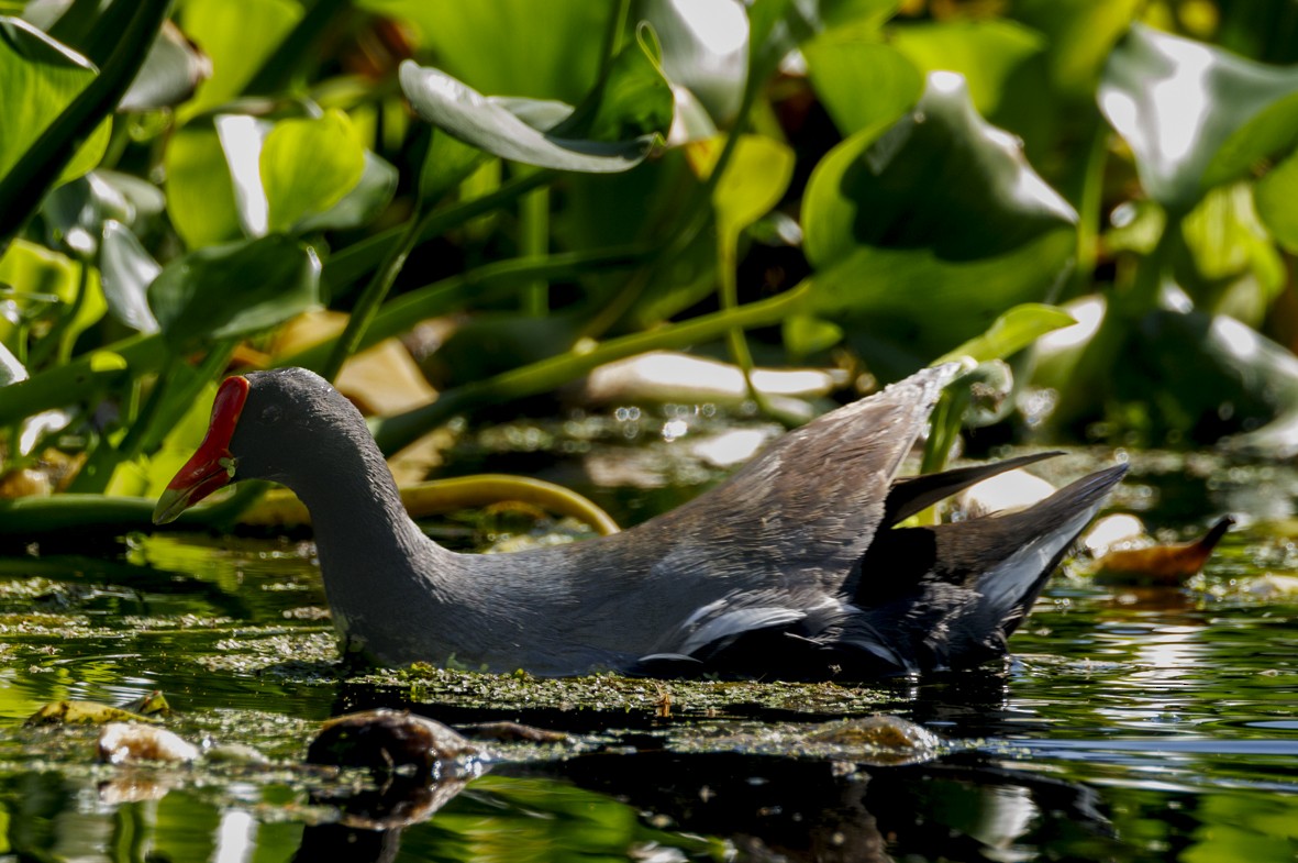 Common Gallinule - ML618690831