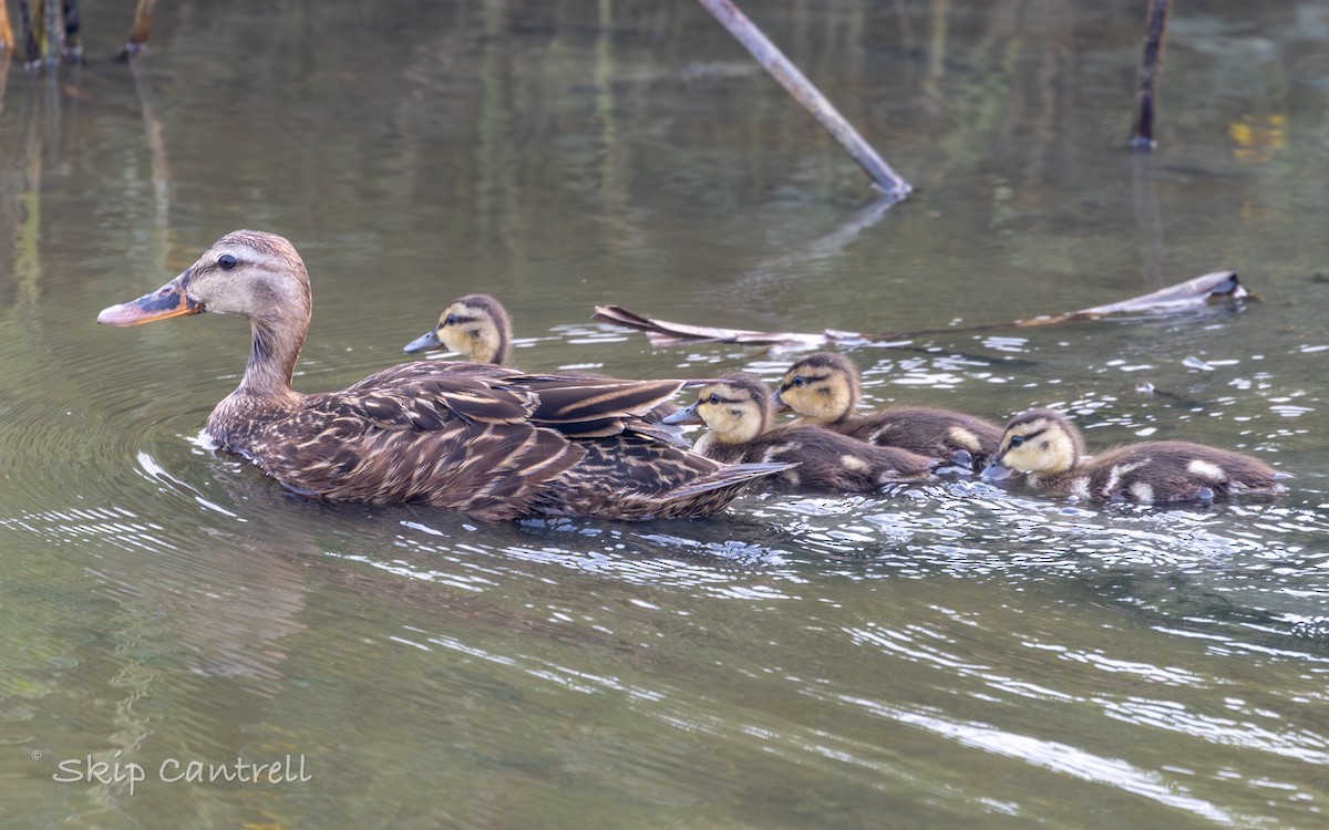 Mottled Duck - Skip Cantrell