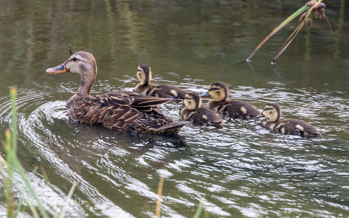 Mottled Duck - Skip Cantrell