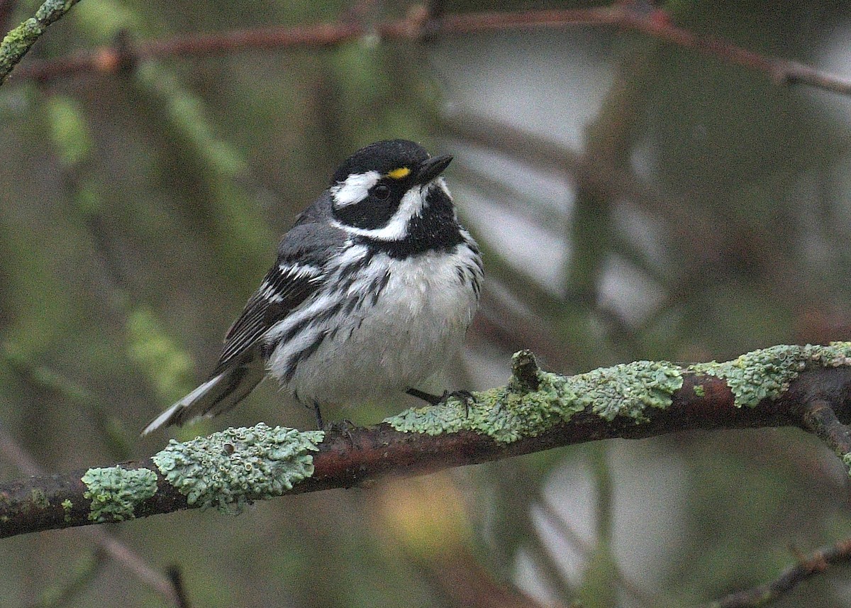 Black-throated Gray Warbler - Janet Smigielski