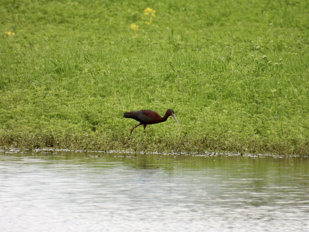 White-faced Ibis - Dana Sterner