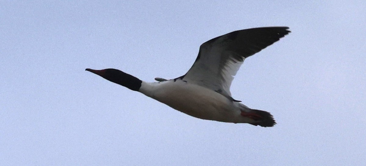 Common Merganser (North American) - ML618690881