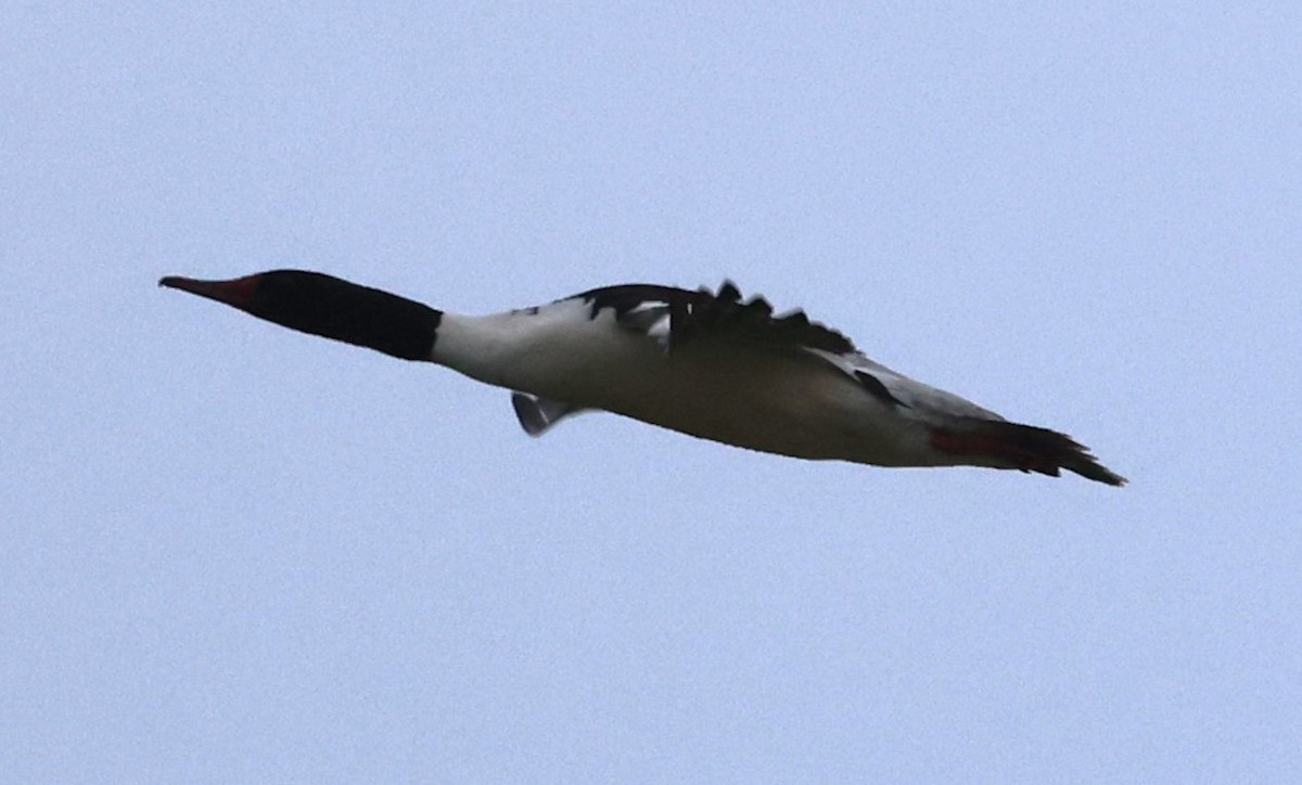 Common Merganser (North American) - ML618690882