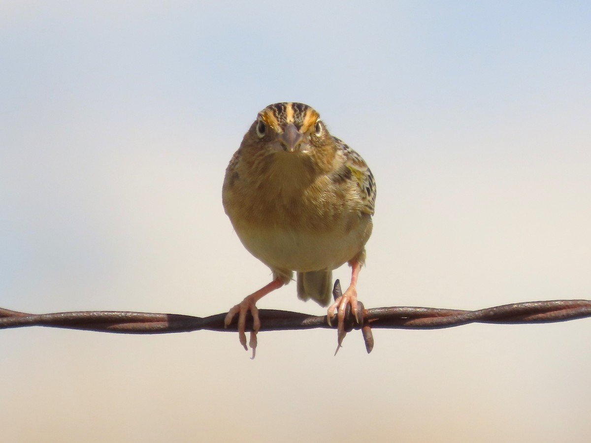 Grasshopper Sparrow - Teresa Noel