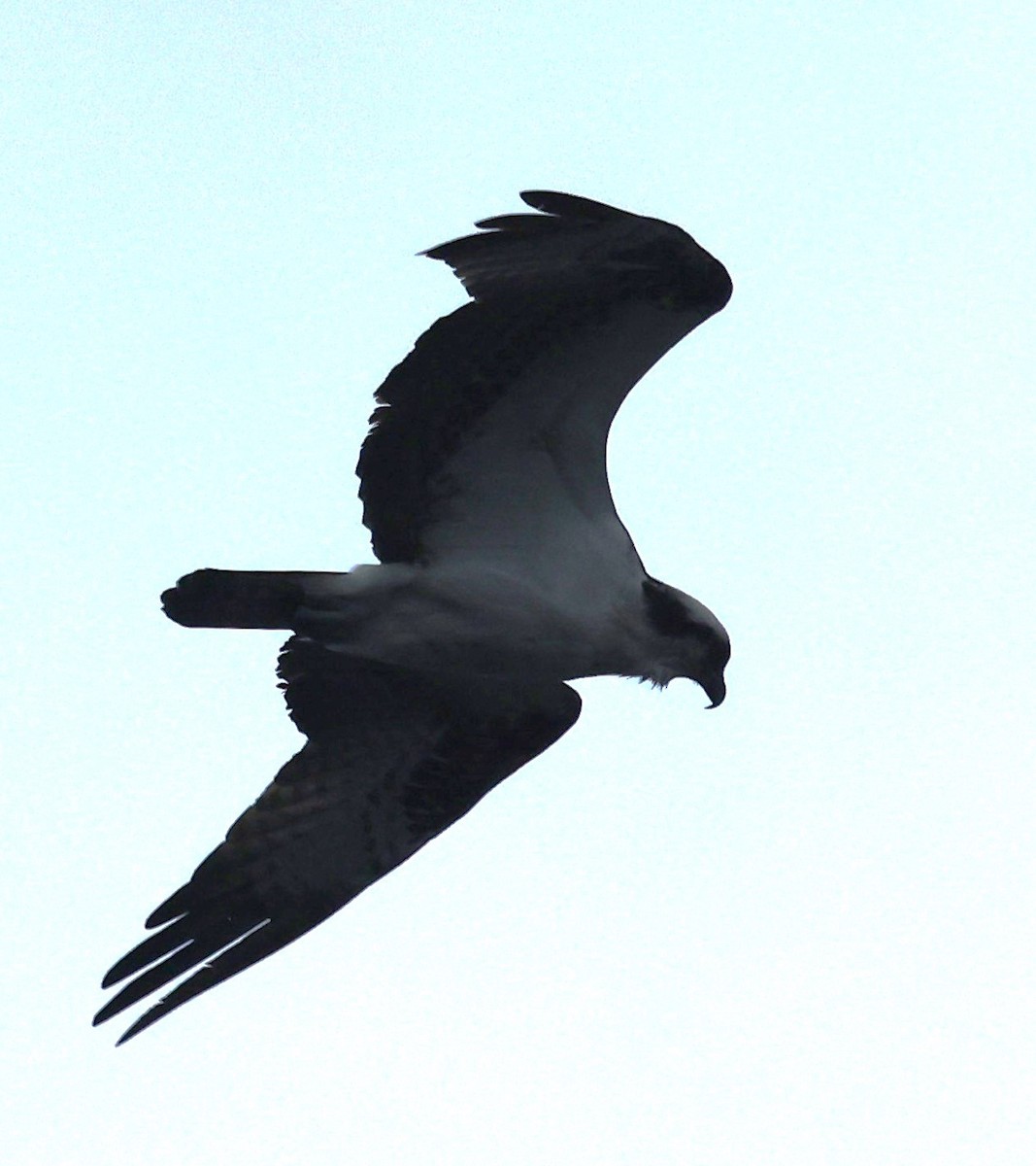 Águila Pescadora (carolinensis) - ML618690907