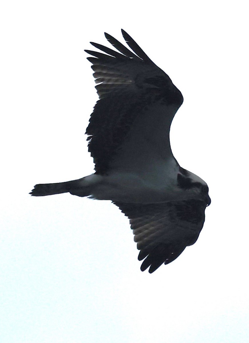 Osprey (carolinensis) - David Nicosia