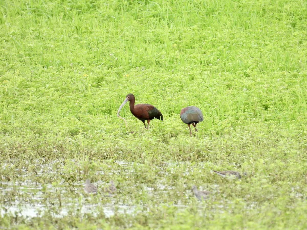 White-faced Ibis - Dana Sterner