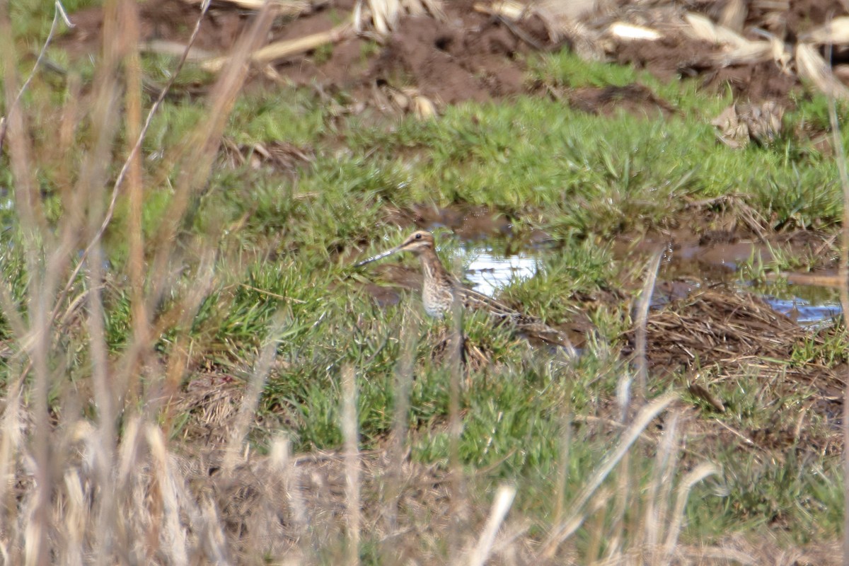 Wilson's Snipe - ML618690926