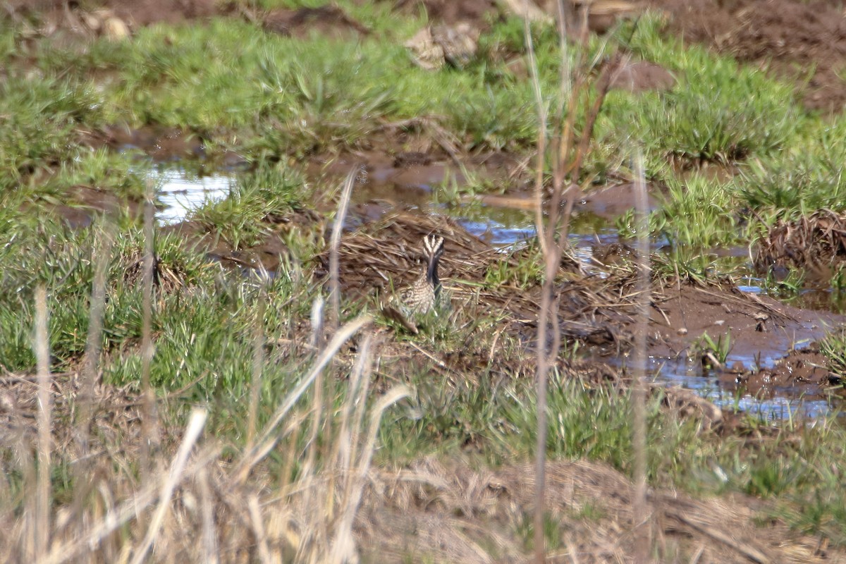 Wilson's Snipe - ML618690929