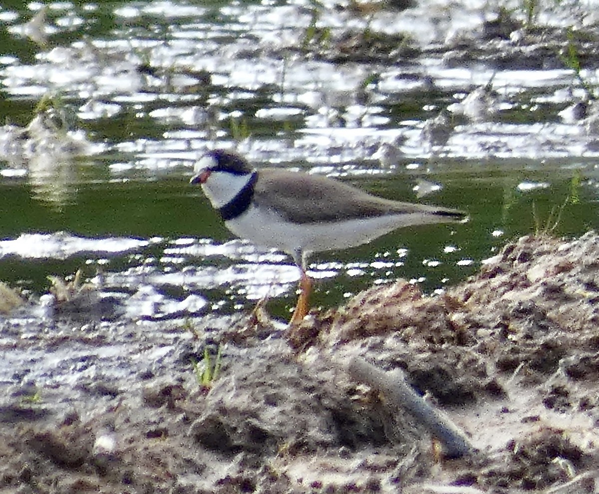 Semipalmated Plover - Nathaniel Axtell