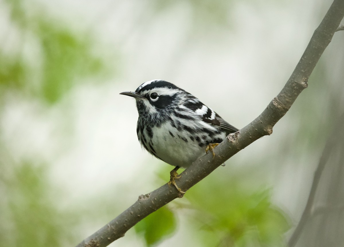 Black-and-white Warbler - Britney Fox