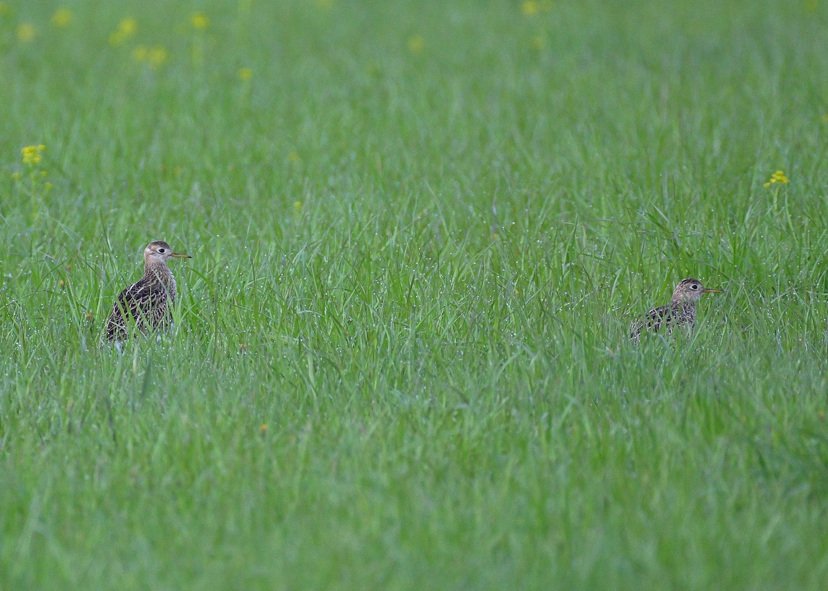 Upland Sandpiper - Janet Smigielski