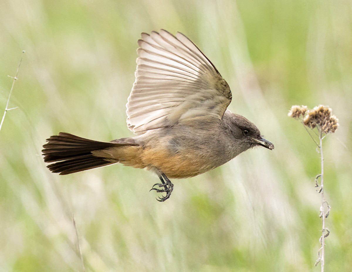 Say's Phoebe - ML618690979