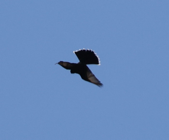 Eastern Kingbird - ML618691042