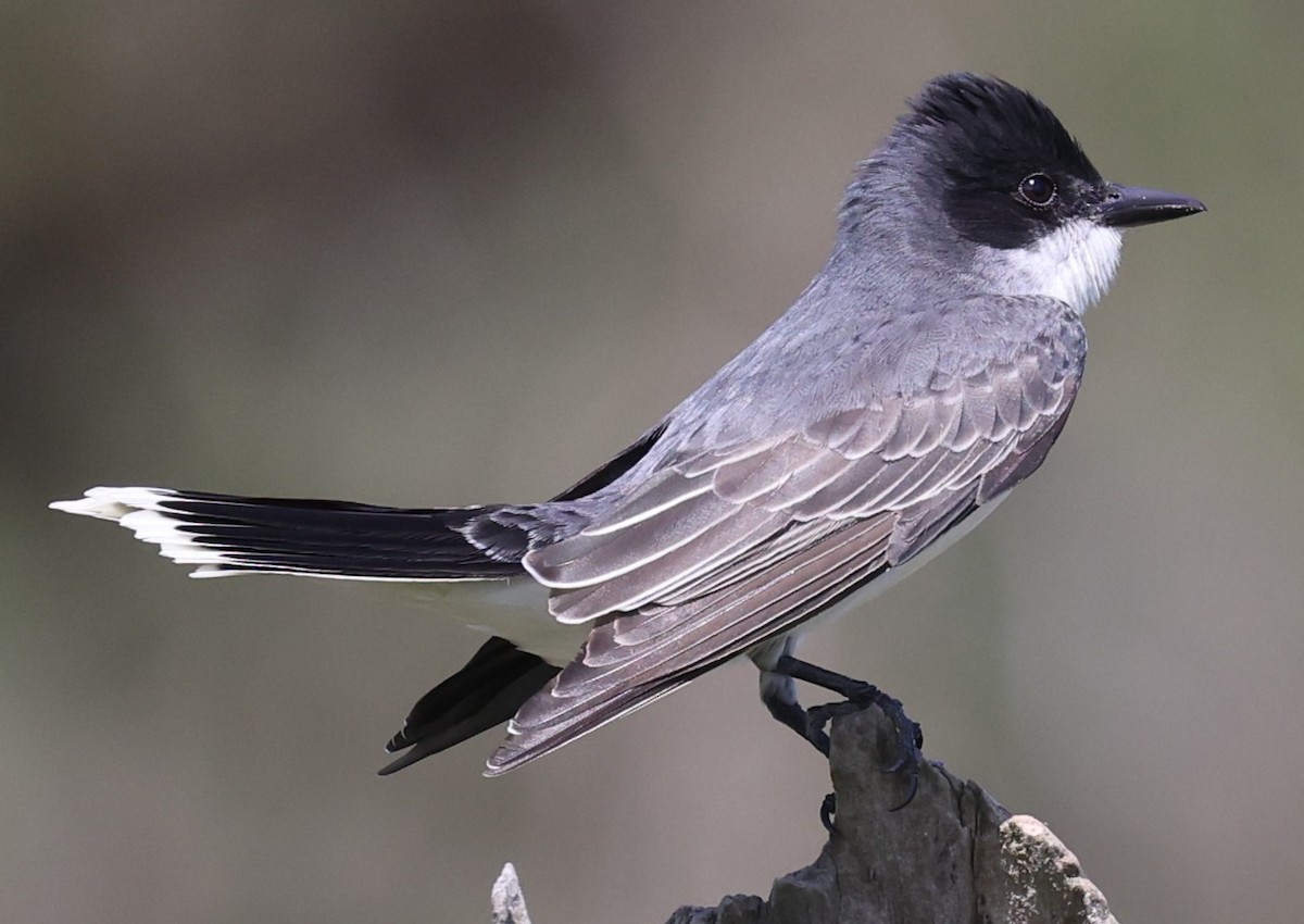 Eastern Kingbird - ML618691045