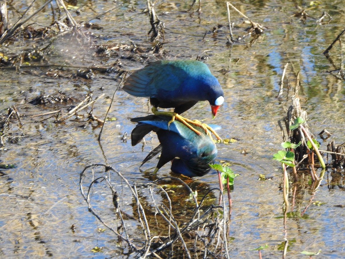 Purple Gallinule - ML618691054