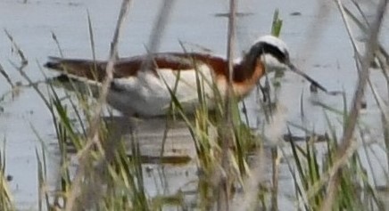 Wilson's Phalarope - Gregory Hartman