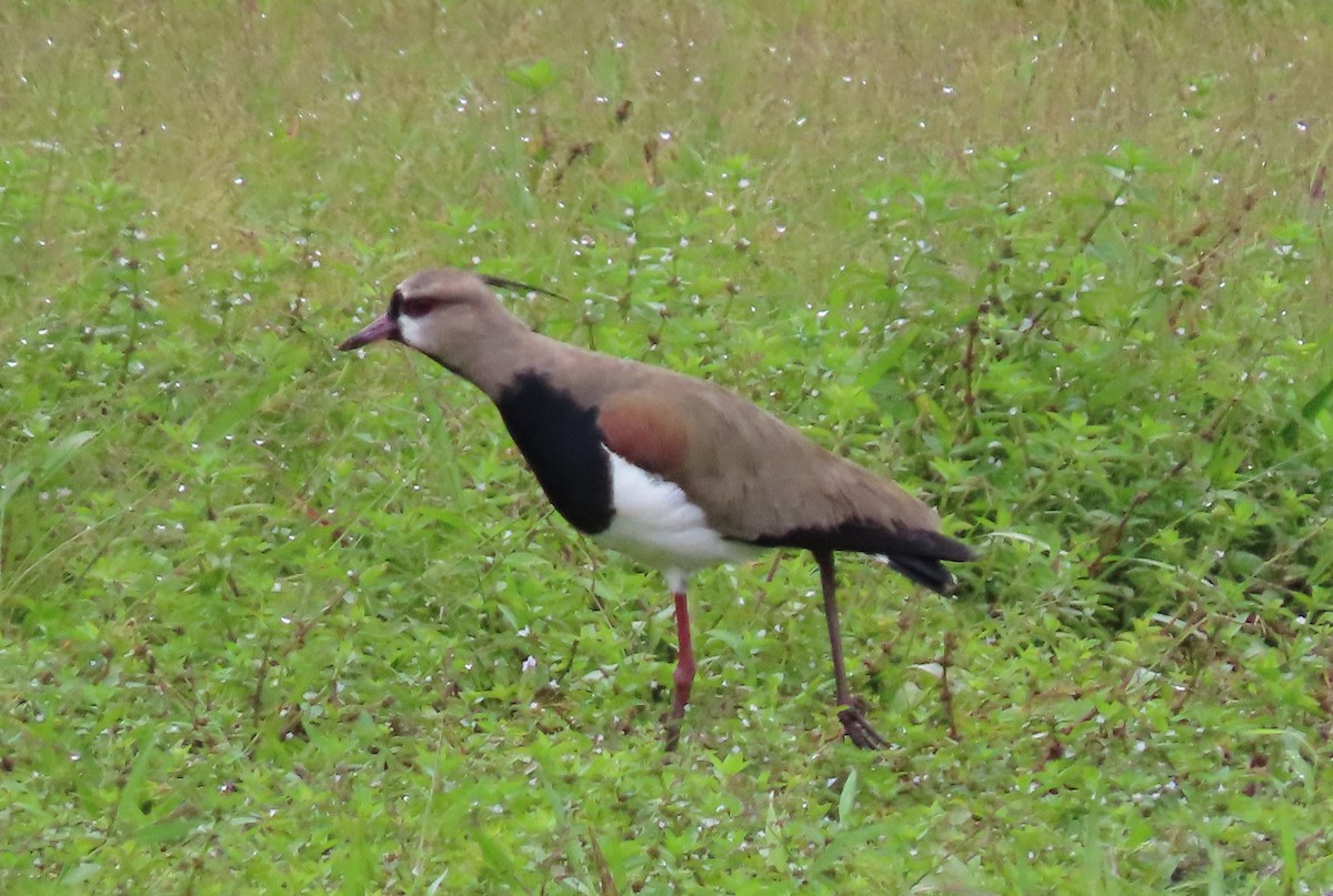 Southern Lapwing - Nancy Leonard