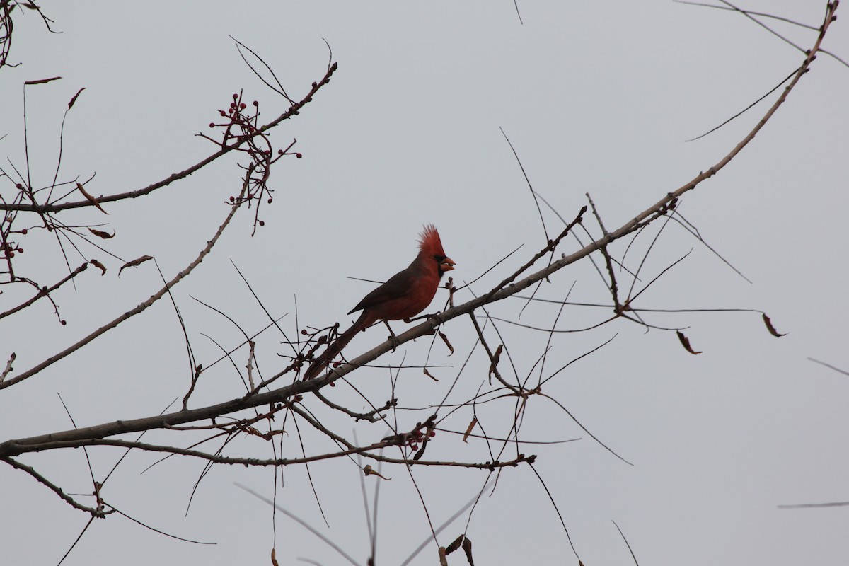 Northern Cardinal - Andrew Gioannetti