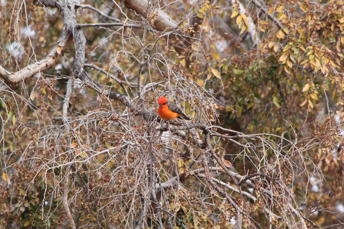 Vermilion Flycatcher - Andrew Gioannetti