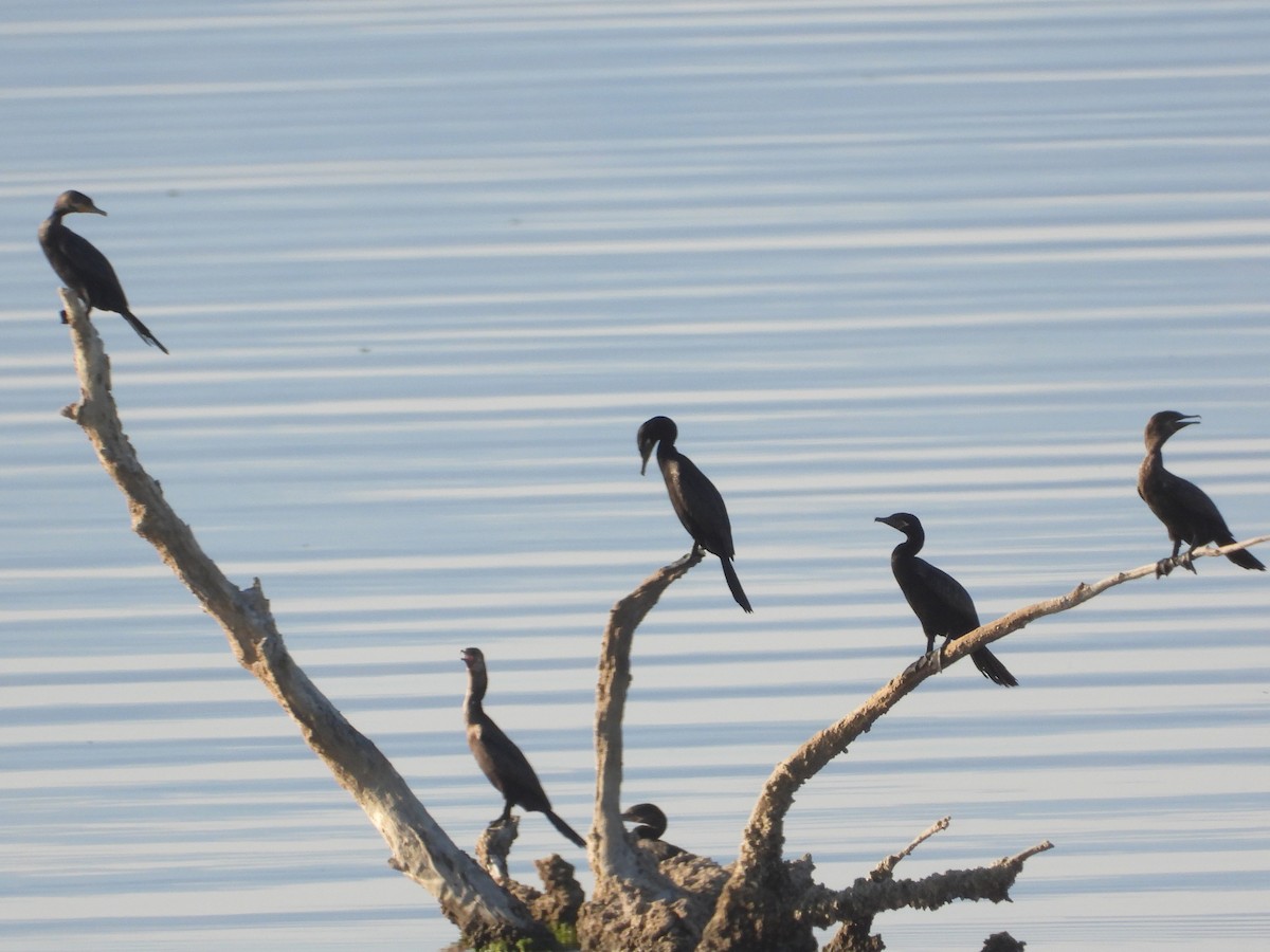 Cormorán Biguá - ML618691107