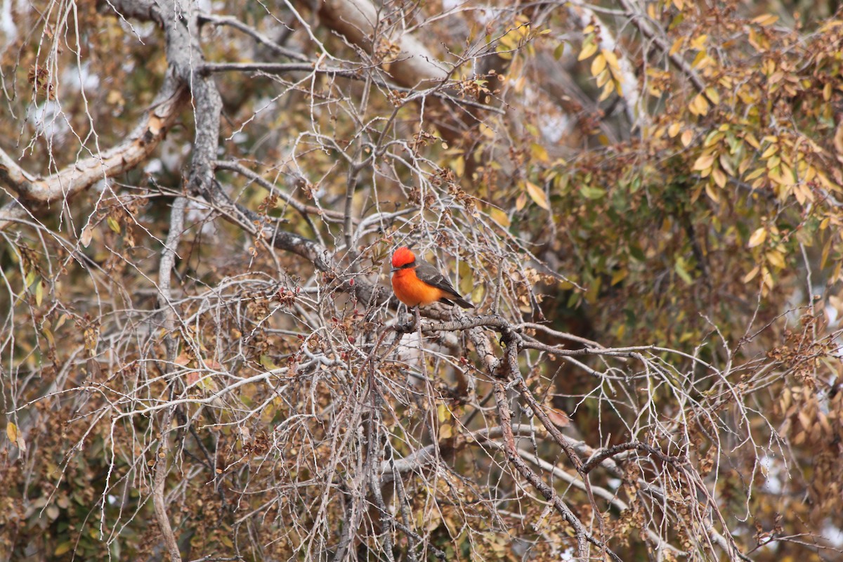 Vermilion Flycatcher - Andrew Gioannetti