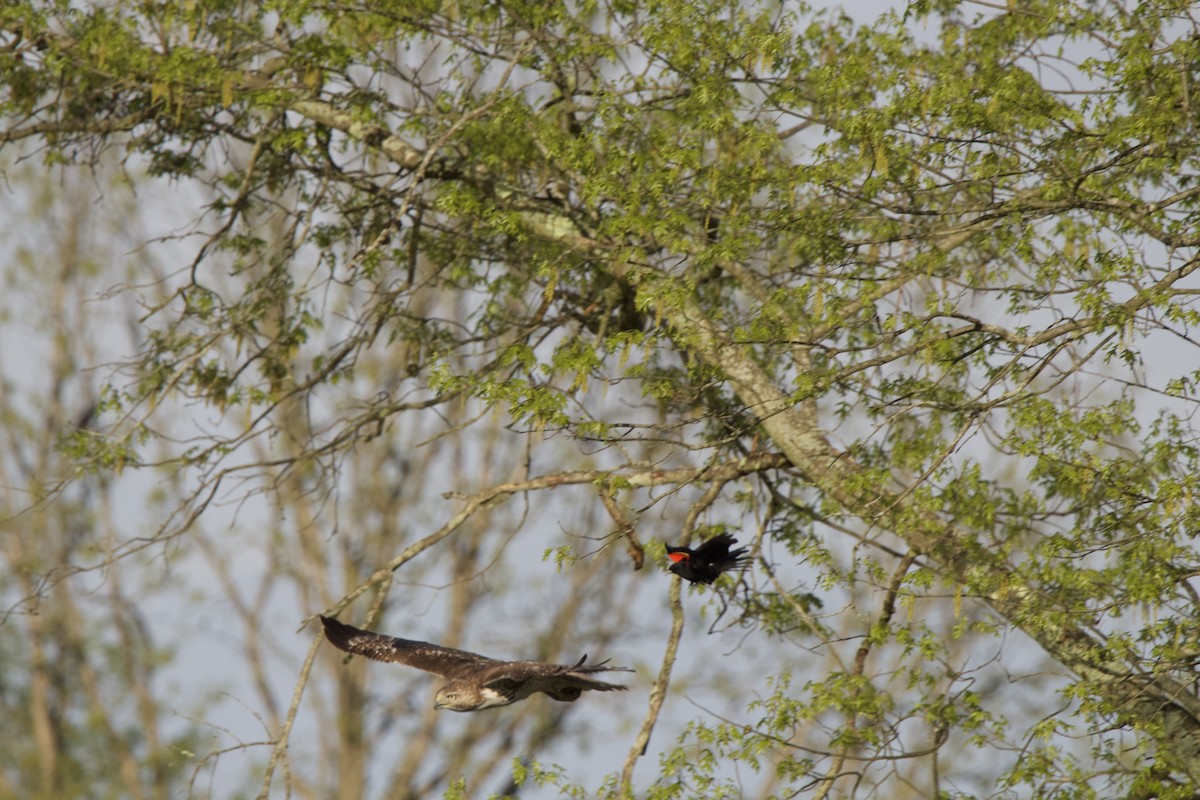Red-tailed Hawk - Treya Sage Dutil