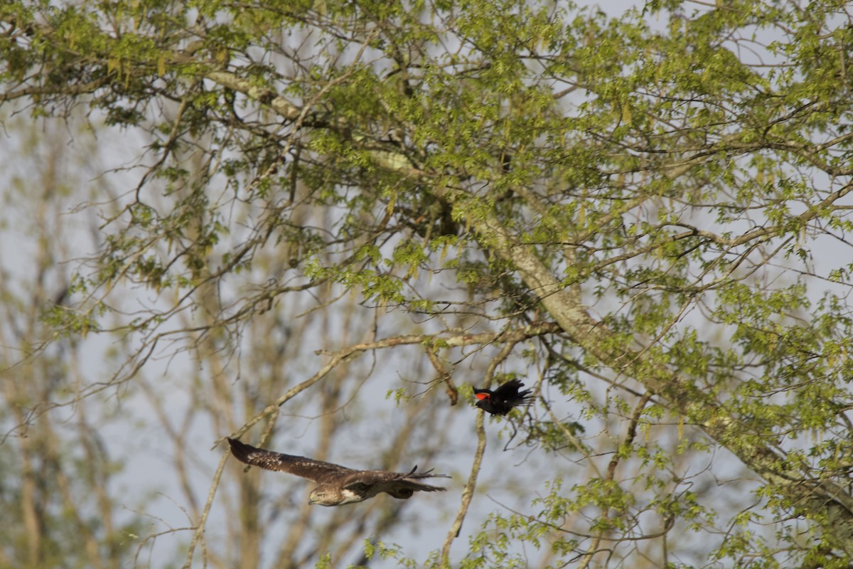 Red-tailed Hawk - ML618691132