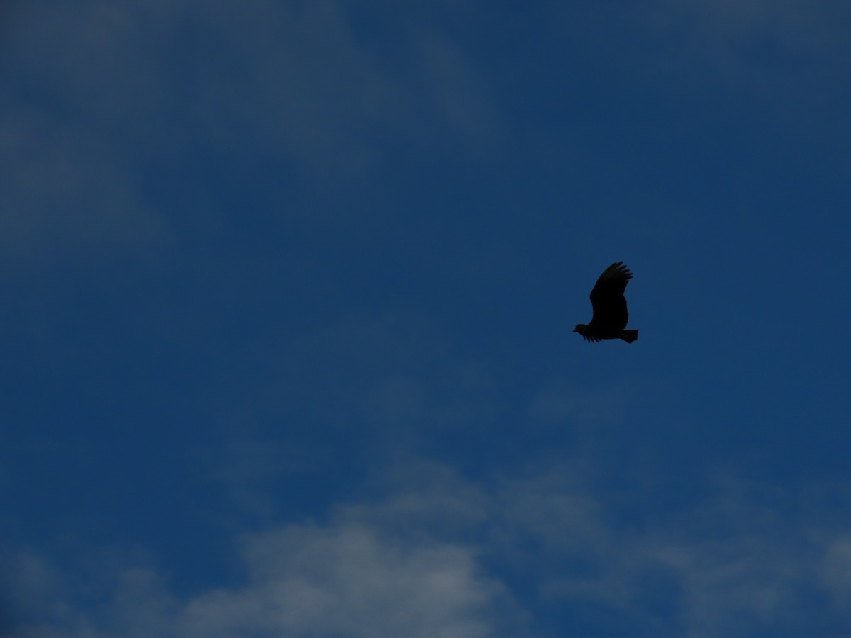 Black Vulture - ML618691151