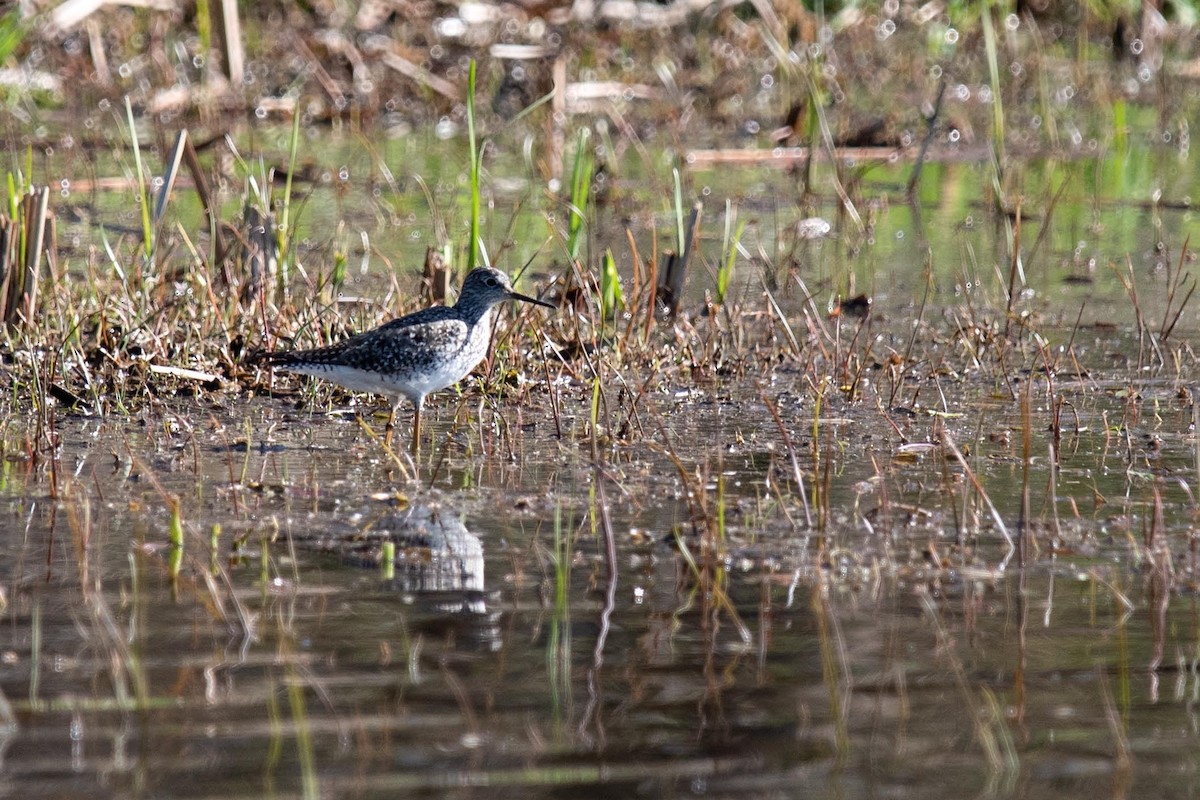 Greater Yellowlegs - ML618691182