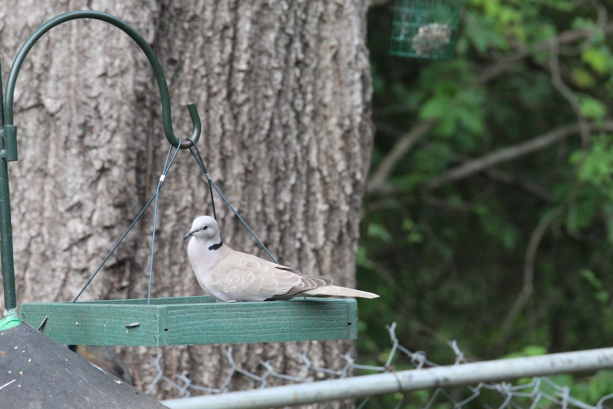 Eurasian Collared-Dove - ML618691245