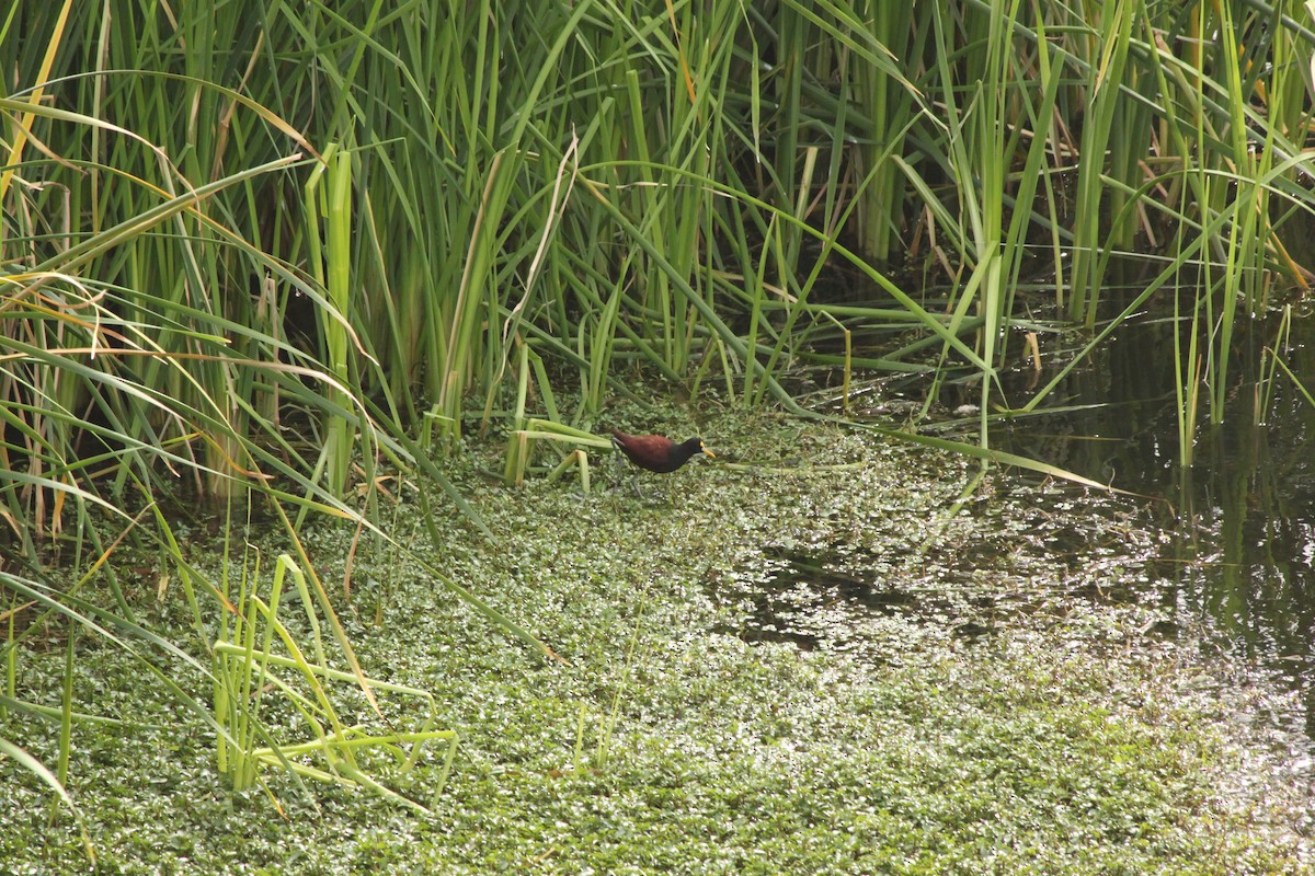 Northern Jacana - Andrew Gioannetti