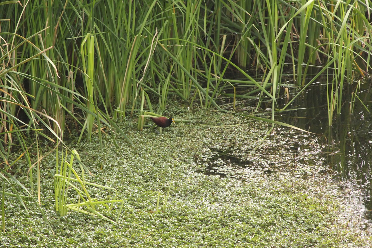 Northern Jacana - Andrew Gioannetti