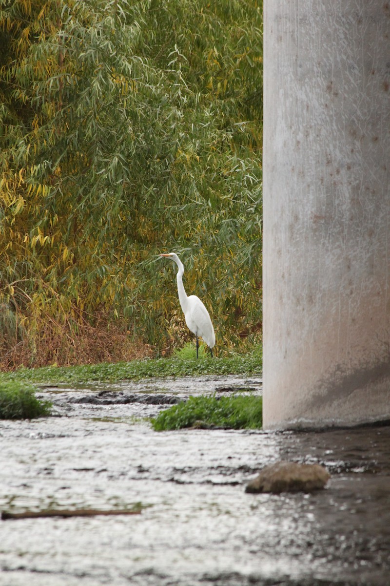 Great Egret - Andrew Gioannetti