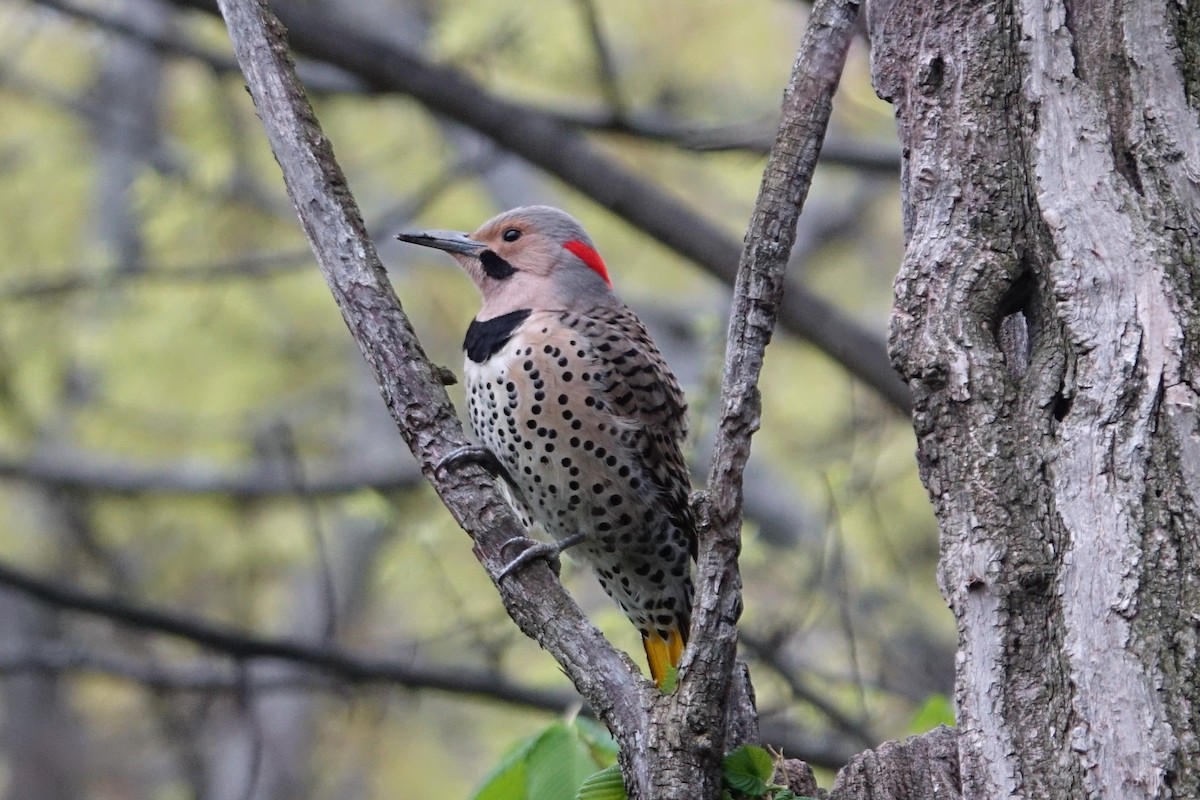 Northern Flicker - ML618691265