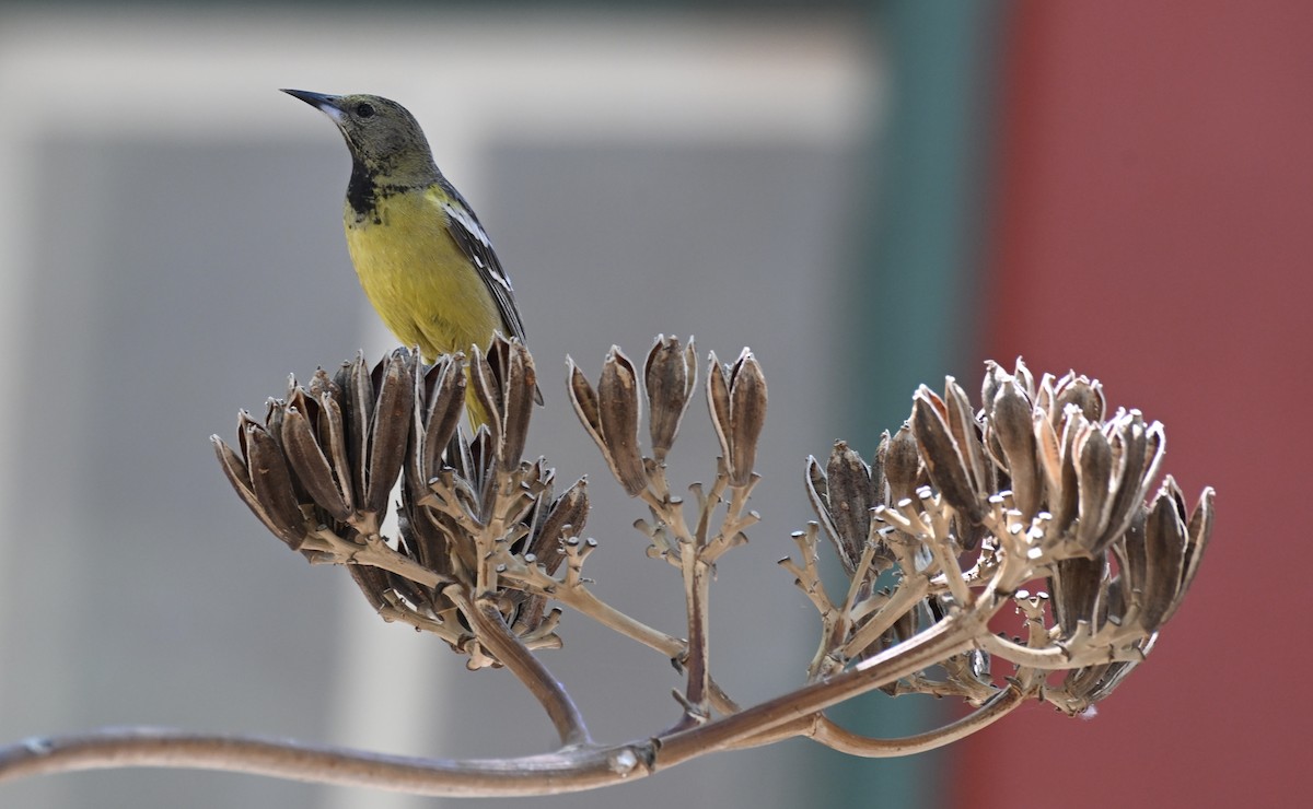 Scott's Oriole - David Clapp