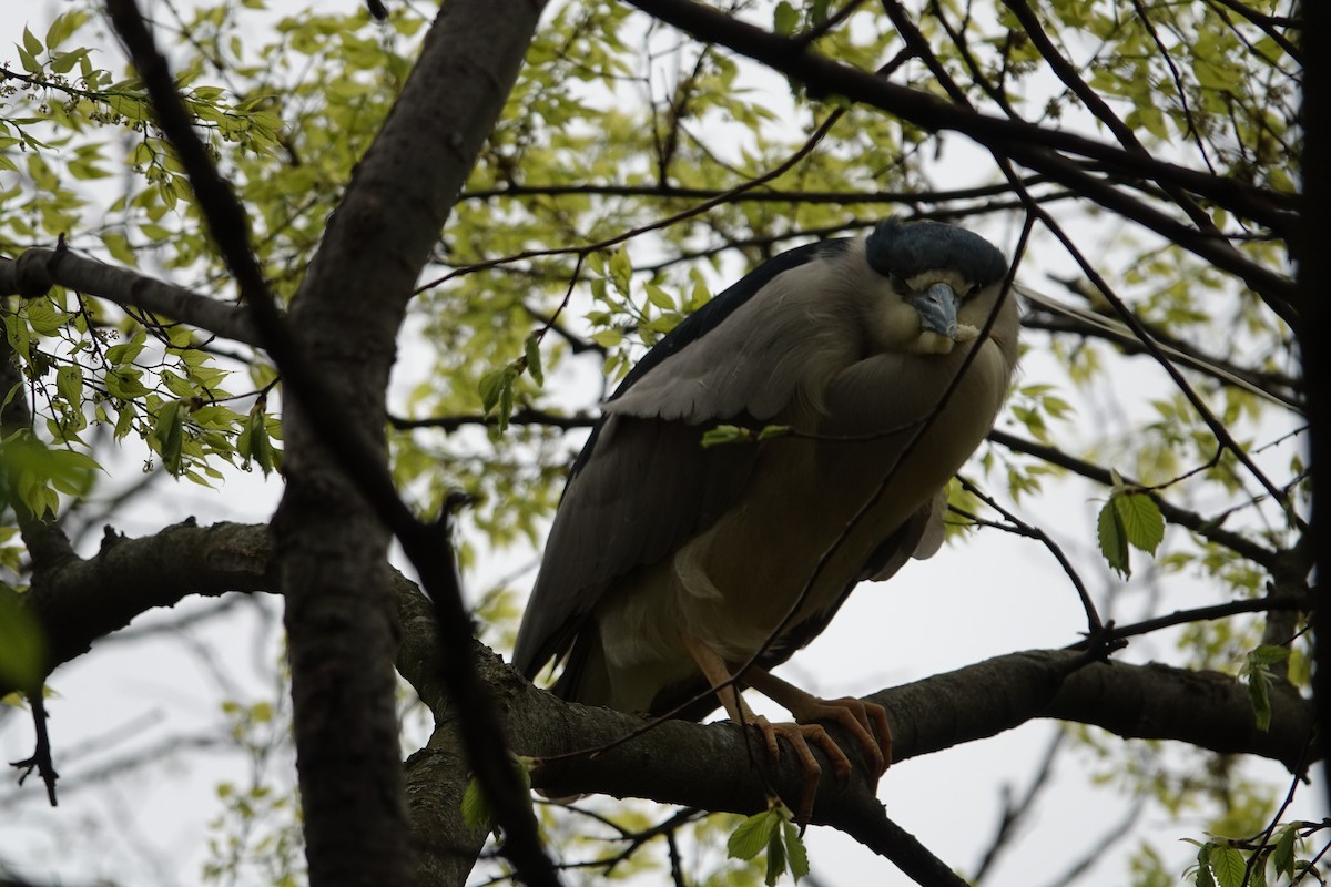 Black-crowned Night Heron - ML618691332