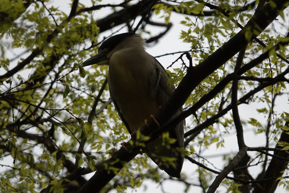 Black-crowned Night Heron - ML618691336