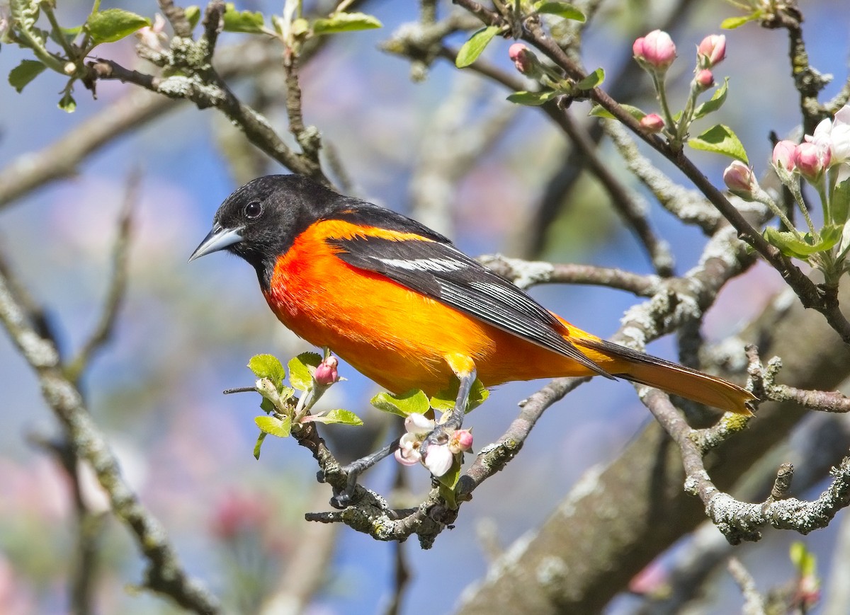 Baltimore Oriole - Chuck Heikkinen