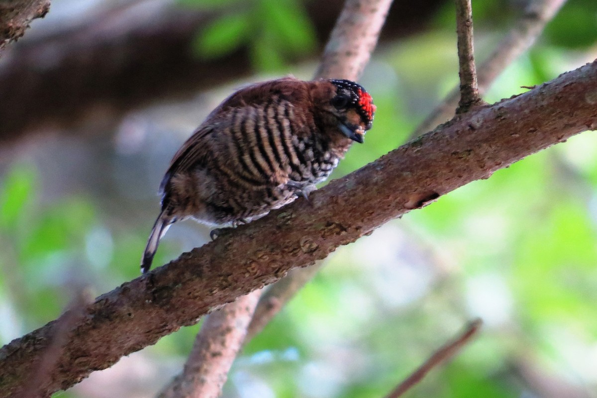 Ochre-collared Piculet - André Tostes Tostes