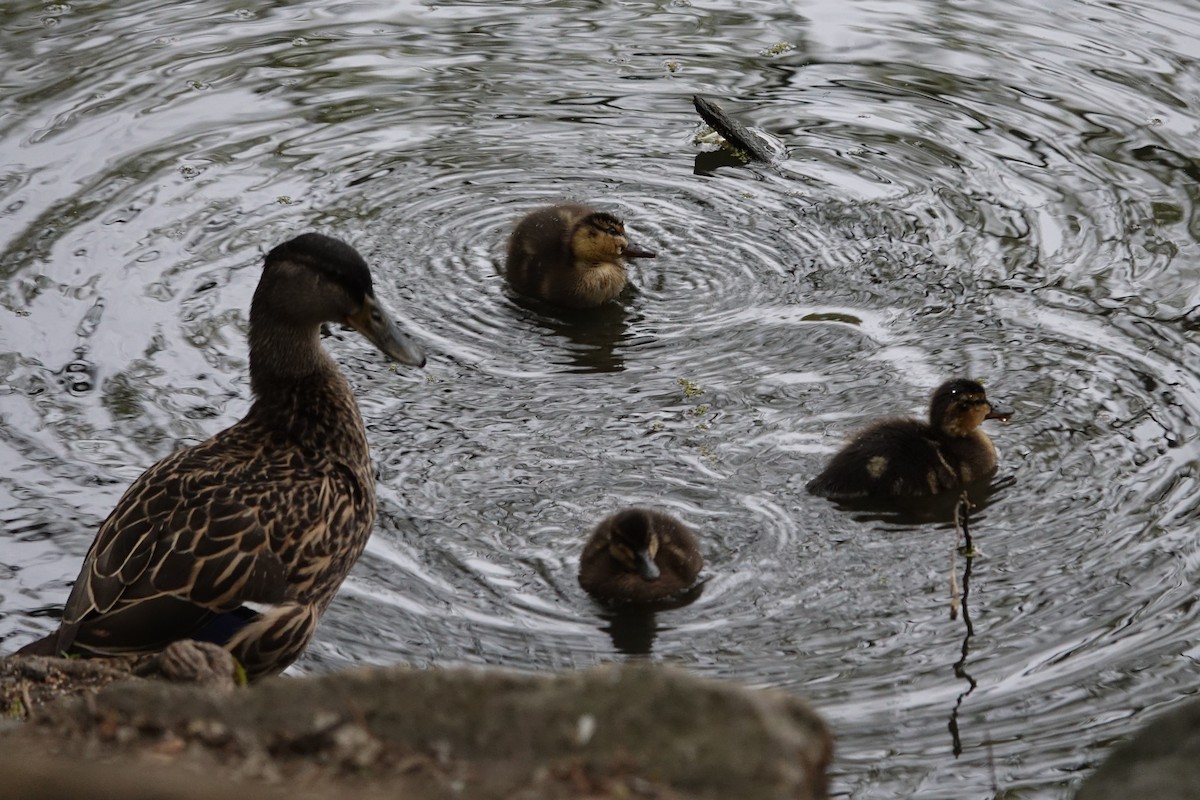 Canard colvert - ML618691382