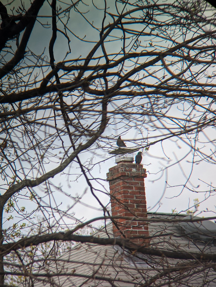 Rock Pigeon (Feral Pigeon) - ML618691387