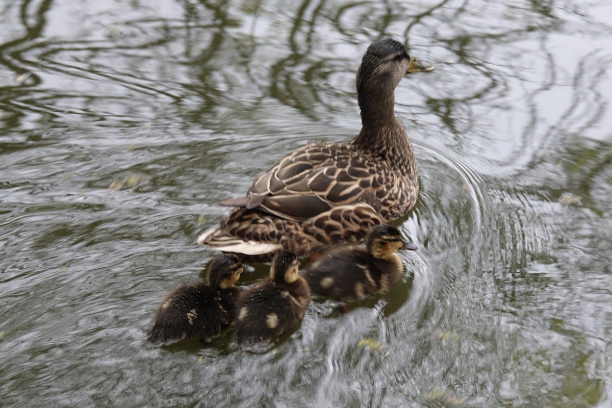 Canard colvert - ML618691399