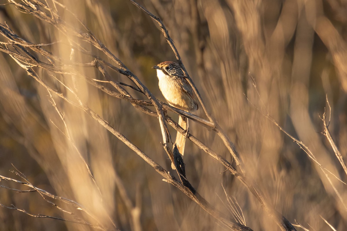 Rufous Grasswren (Sandhill) - ML618691419