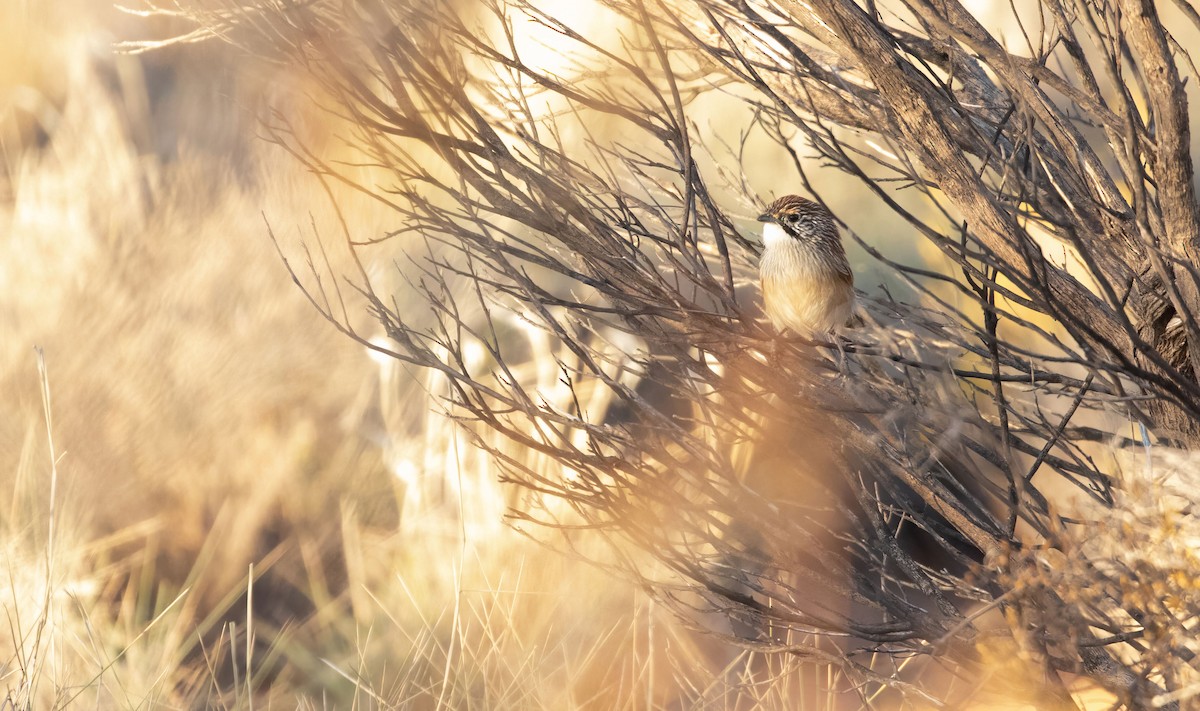 Rufous Grasswren (Sandhill) - ML618691421